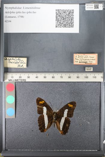 Media type: image;   Entomology 145280